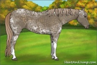 Horse Color:Chocolate Palomino Ice Tobiano 