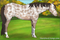 Horse Color:Sable Champagne Ice Tobiano