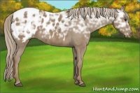 Horse Color:Chocolate Palomino Ice Appaloosa 
