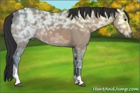 Horse Color:Bay Ice Tobiano 