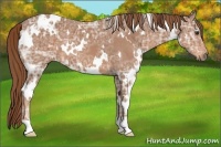 Horse Color:White Spotted Chestnut Ice