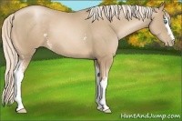 Horse Color:White Spotted Chocolate Palomino Pearl 