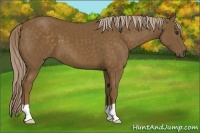 Horse Color:Chocolate Palomino 