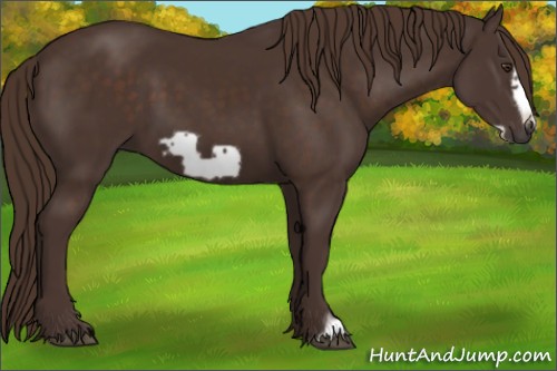 Horse Color: Liver Chestnut Frame 