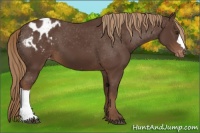 Horse Color:Liver Chestnut Appaloosa