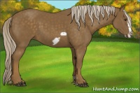 Horse Color:Chocolate Palomino Frame 