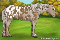 Horse Color:Chocolate Palomino Appaloosa