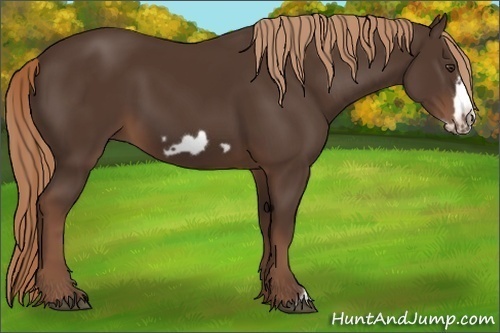 Horse Color: Liver Chestnut Frame 