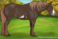 Horse Color:Liver Chestnut Frame 