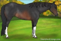 Horse Color:Brown Rabicano