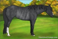 Horse Color:Black Rabicano 