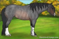 Horse Color:Brown Roan Rabicano