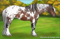 Horse Color:White Spotted Bay Appaloosa 
