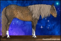 Horse Color:Chocolate Palomino 