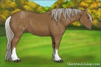 Horse Color:White Spotted Chocolate Palomino Sabino