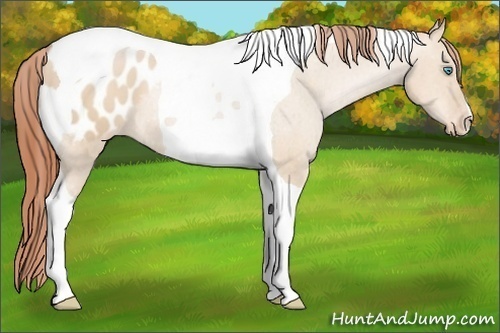 Horse Color: Buckskin Pearl Dun Tobiano Blanket 