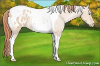 Horse Color:Buckskin Pearl Dun Tobiano Blanket 