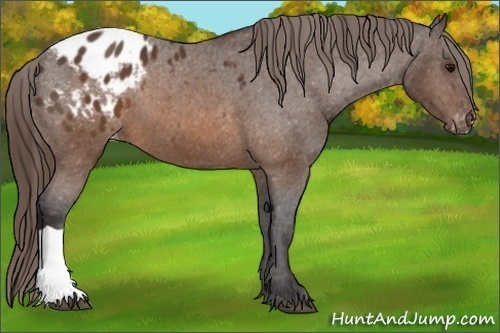 Horse Color: Buckskin Blanket 