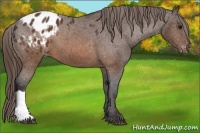 Horse Color:Buckskin Blanket 