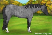 Horse Color:Blue Roan