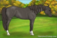 Horse Color:Smoky Blue Roan 