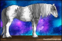 Horse Color:White Spotted Black Sabino Blanket 