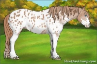 Horse Color:Chestnut Splash Near Leopard 