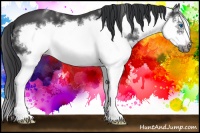 Horse Color:Black Sabino Splash Frame 