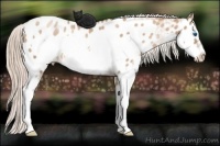Horse Color:Liver Chestnut Pearl Splash Frame Appaloosa Rabicano 