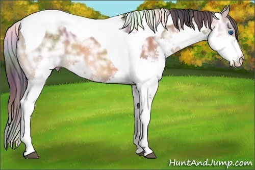 Horse Color: ERROR: UNKNOWN ANOMALY