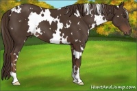 Horse Color:White Spotted Liver Chestnut 