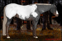Horse Color:Liver Chestnut Appaloosa 