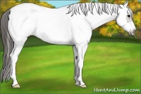 Horse Color:White Spotted Grullo Frame Appaloosa Rabicano