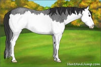 Horse Color:Brown Roan Splash 