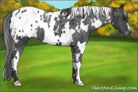 Horse Color:White Spotted Black Blanket 