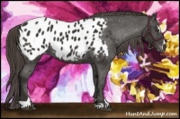 Horse Color:Liver Chestnut Sabino Appaloosa 