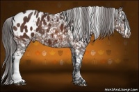 Horse Color:Bay Appaloosa 