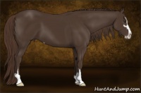 Horse Color:Liver Chestnut Sabino