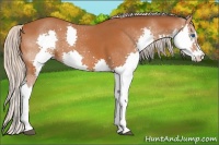 Horse Color:Silver Buckskin Roan Sabino Splash 