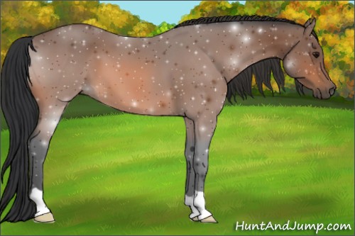 Horse Color: ERROR: UNKNOWN ANOMALY