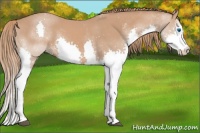 Horse Color:Chestnut Sabino Splash