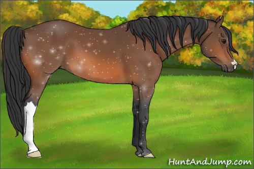 Horse Color: ERROR: UNKNOWN ANOMALY