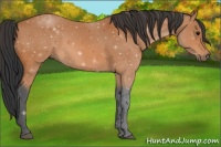 Horse Color:ERROR: UNKNOWN ANOMALY