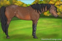 Horse Color:ERROR: UNKNOWN ANOMALY