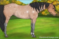 Horse Color:ERROR: UNKNOWN ANOMALY