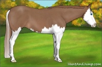 Horse Color:Red Roan Splash 