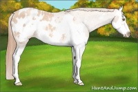 Horse Color:Gold Champagne Roan Splash Frame Blanket 