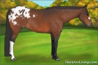 Horse Color:Bay Appaloosa 