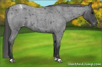 Horse Color:Blue Roan Varnish 