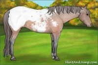 Horse Color:Brown Appaloosa 